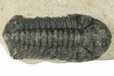 Bargain 3D Reedops Trilobite Fossils  - Photo 6